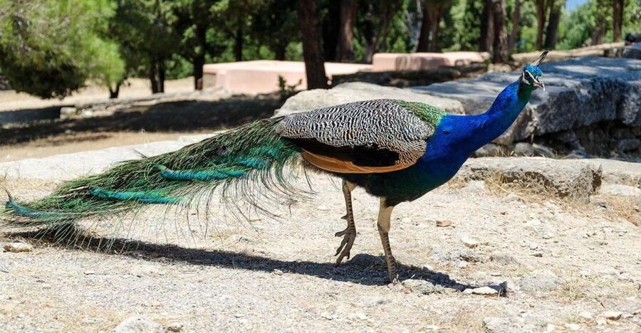 Rhodes: Filerimos Hill and Butterfly Valley Bus Trip - A practical half-day from northern Rhodes