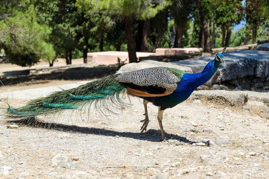 Rhodes: Filerimos Hill and Butterfly Valley Bus Trip - Butterfly Valley, a cool walk beside water
