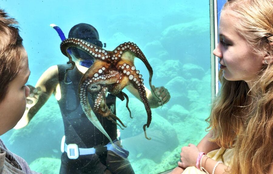 Rhodes Town: Yellow Submarine Cruise with Underwater Views - The Palace of the Grand Master from offshore