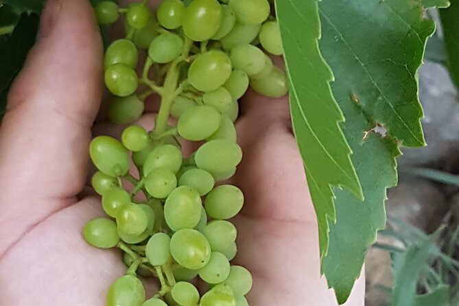 Rhodes Wine & Food Tour: 10 Meal Course Lunch, Wine Tasting, Cooking Class - Riding from Rhodes town to the family vineyard