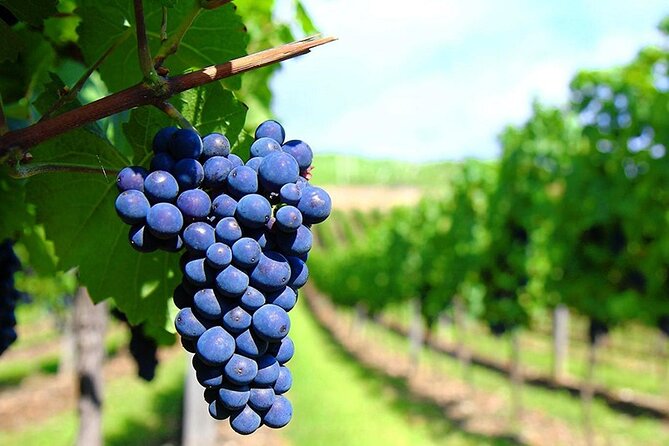 Rhodes Wine & Food Tour: 10 Meal Course Lunch, Wine Tasting, Cooking Class - The 10-dish Rhodian lunch