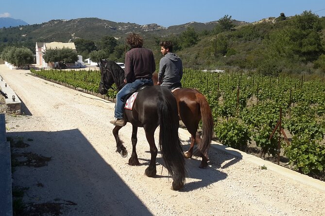 Rhodes Wine & Food Tour: 10 Meal Course Lunch, Wine Tasting, Cooking Class - Walking through the vineyard and learning the family story