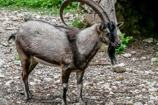 Samaria Gorge Hiking from Chania with Professional Hiking Guide - Omalos Plateau and the White Mountains