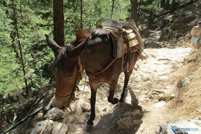 Samaria Gorge Trek: Full-Day Excursion from Chania with Guide - What the five to six-hour hike feels like