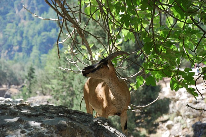 Samaria Gorge Trek: Full-Day Excursion from Rethymno with Guide - Walking through the gorge at your own pace