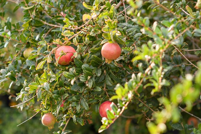 Santorini 5 Hour Private Oia Tour & Lunch/Dinner at a Local Farm - Who Should Book This Santorini Tour?