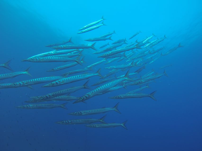 Santorini: Scuba Diving Experience for Beginners - Armeni Bay’s lava formations at up to 12 meters
