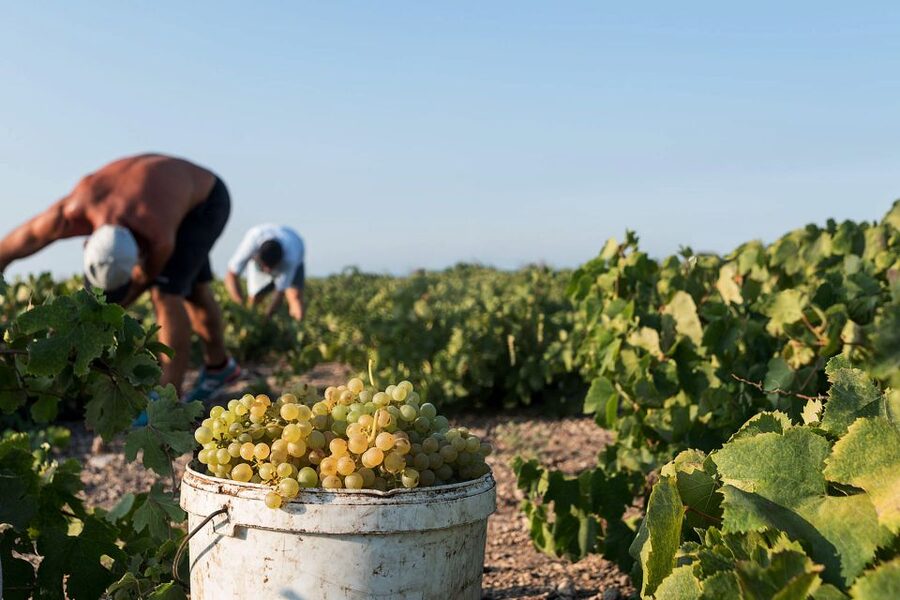 Santorini Wine Roads: Tour of 3 Wineries with a Sommelier - Stop one: learning how the island makes wine