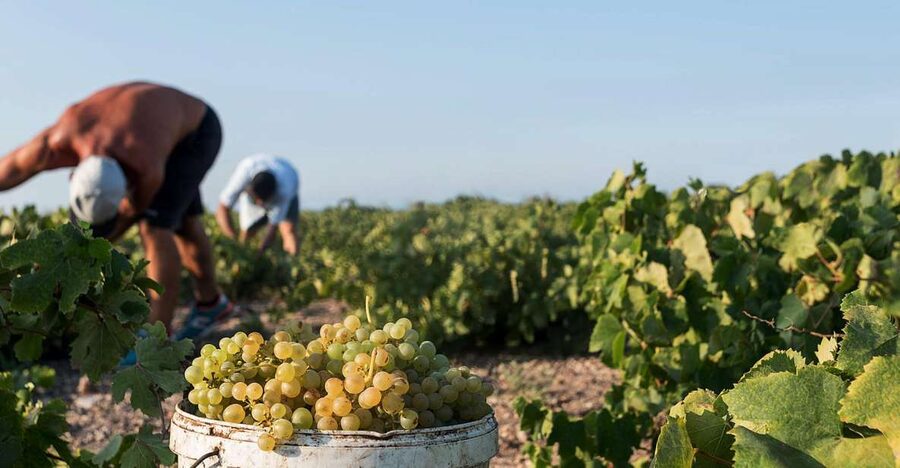 Santorini Wine Roads: Tour of 3 Wineries with a Sommelier - How much value do you get for $212?