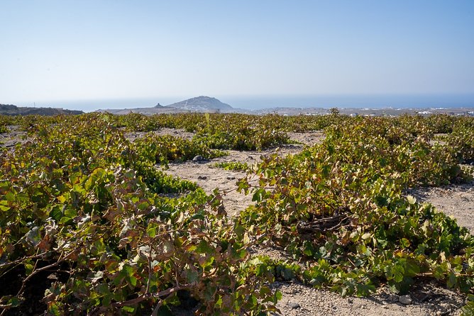 Santorini Wine Roads Tour with Wine Tastings Morning & Sunset - Key points at a glance