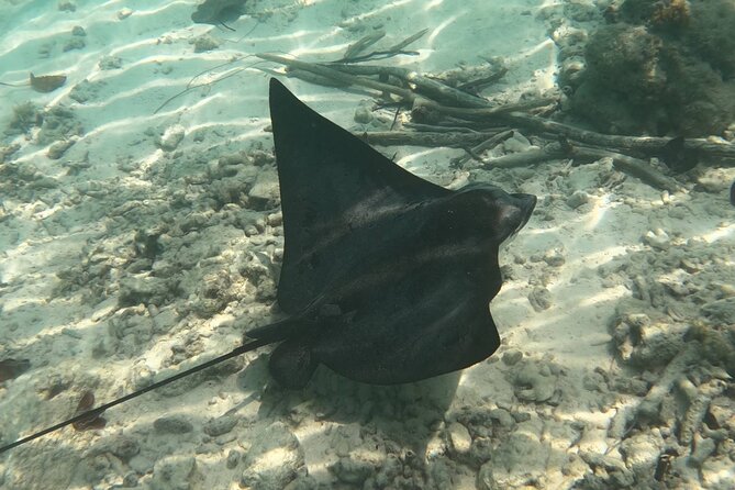 Scuba Diving Experience in Santorini - My verdict: book it if you want a supported first attempt