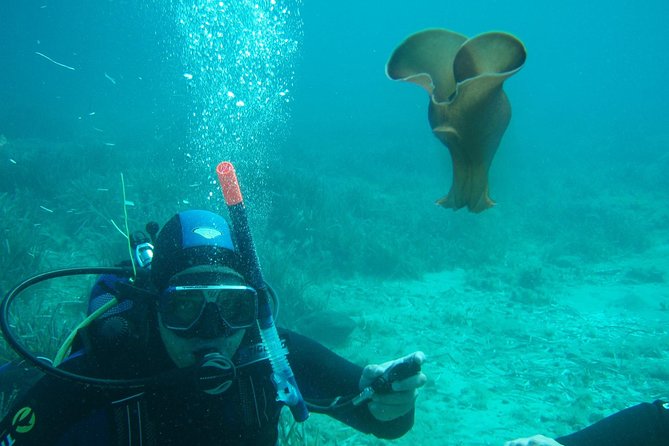 Scuba Diving in Naxos by Bluefindivers - Dive in Greece - Amazing Diving Spots - What the $169.31 Price Really Covers