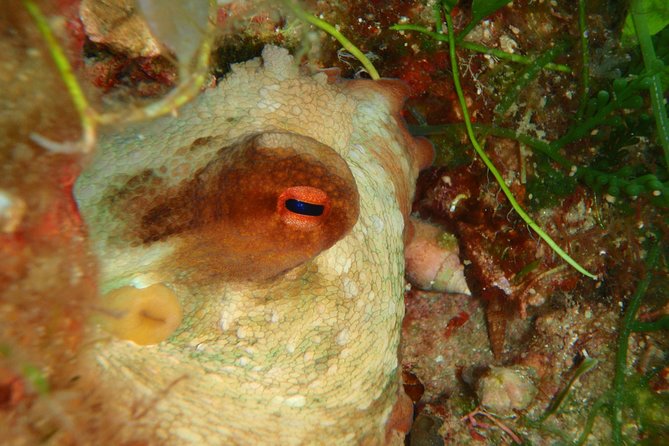 Scuba Diving in Naxos by Bluefindivers - Dive in Greece - Amazing Diving Spots - Food, Loungers, and the Rest of Your Beach Day