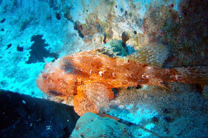 Scuba Diving in Naxos by Bluefindivers - Dive in Greece - Amazing Diving Spots - FAQ