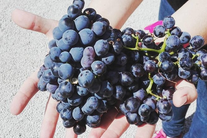 Semi-Private Wine Discovery Tour in Chania - What you will actually taste