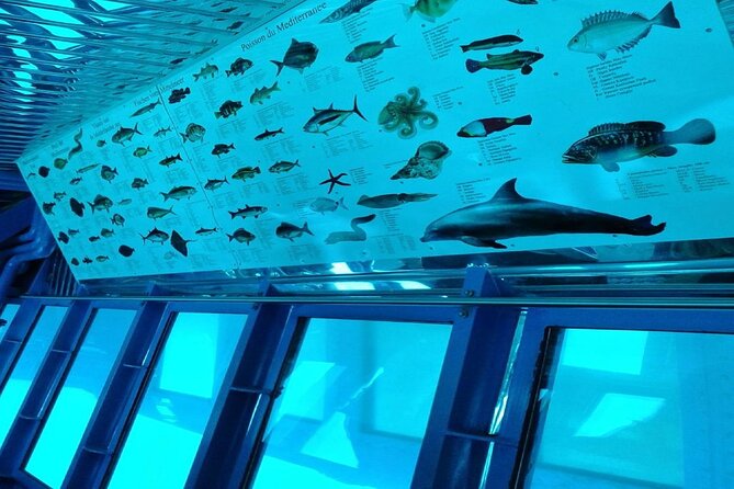 Semi-Submarine Tour from Agios Nikolaos - What you may see in the bay