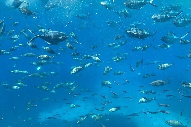 Semi-Submarine Tour from Agios Nikolaos - Audio commentary in five languages