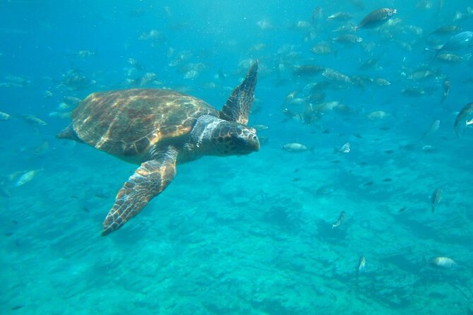 Semi-Submarine Tour from Agios Nikolaos - 55 minutes below Mirabello Bay
