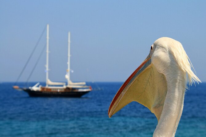 Sightseeing like a Mykonian(Small Group or Private) - The lighthouse option and Agios Stefanos