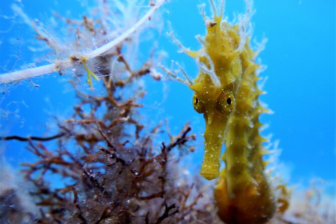 Snorkeling Adventure Trip - Quick points to know