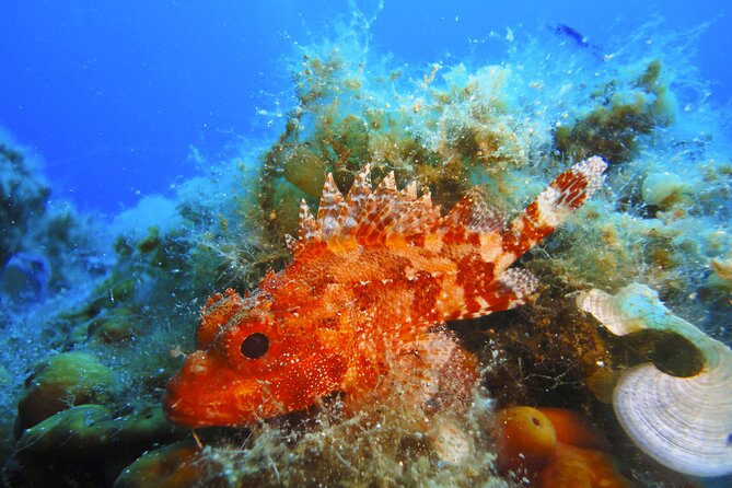 Snorkeling Adventure Trip - What you may see below the surface