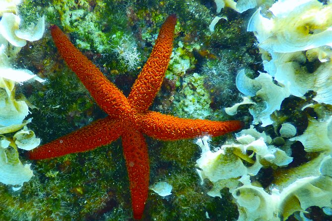 Snorkeling Adventure Trip - A good choice for beginners and families
