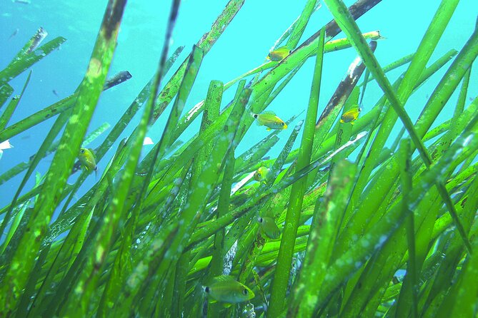 Snorkeling Adventure Trip - Timing, cancellations, and practical planning