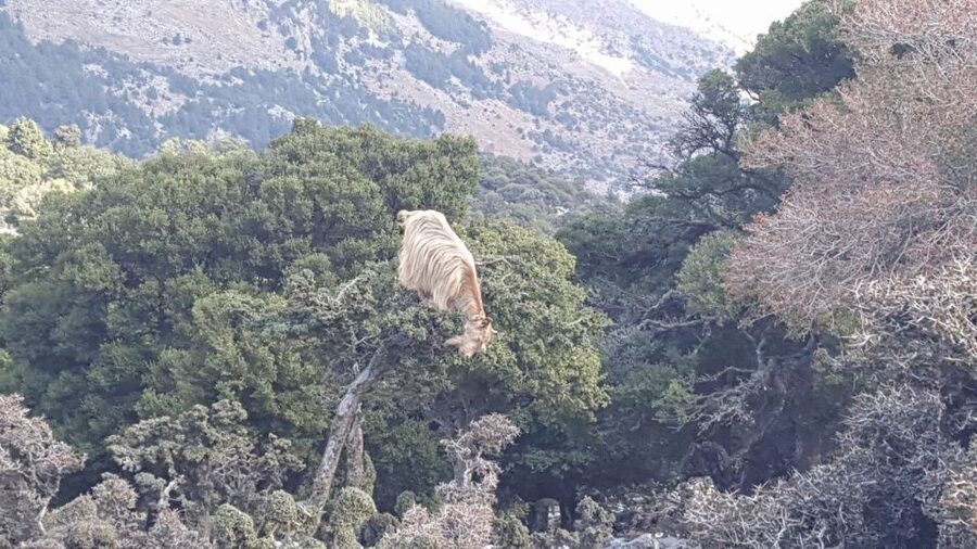 South Crete: Sarakinas Gorge Hike, Swim & Jeep Safari - Climbing to Katharo Plateau at 1,250 meters