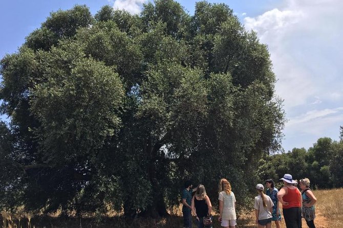 The Governor's Olive Mill Tour with Olive Oil Tasting - Why this olive mill tour is worth your morning