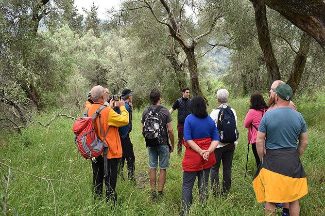 The Governor's Olive Mill Tour with Olive Oil Tasting - Group size: small vans, not always a small tour