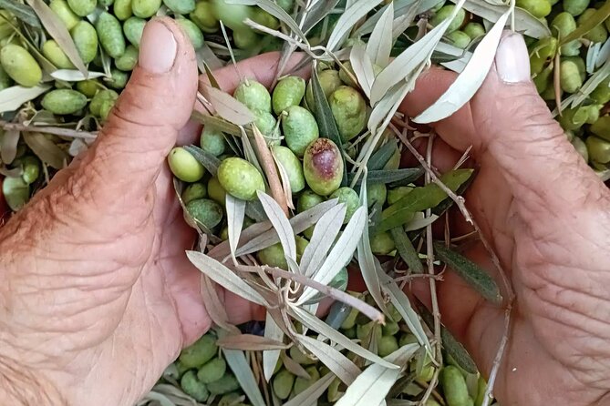 The Olive Oil Experience @ Lefkada Micro Farm - Key details about the Lefkada Micro Farm visit