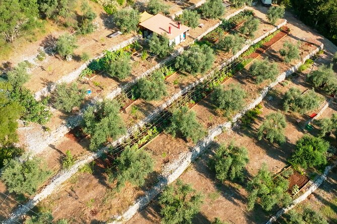 The Olive Oil Experience @ Lefkada Micro Farm - The farm’s award-winning claim and what it means