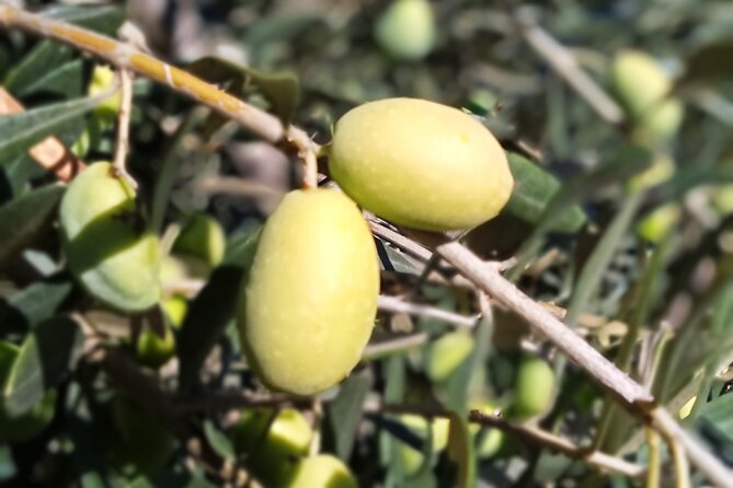 The Olive Oil Experience @ Lefkada Micro Farm - The Olive Oil ABC you can use at home