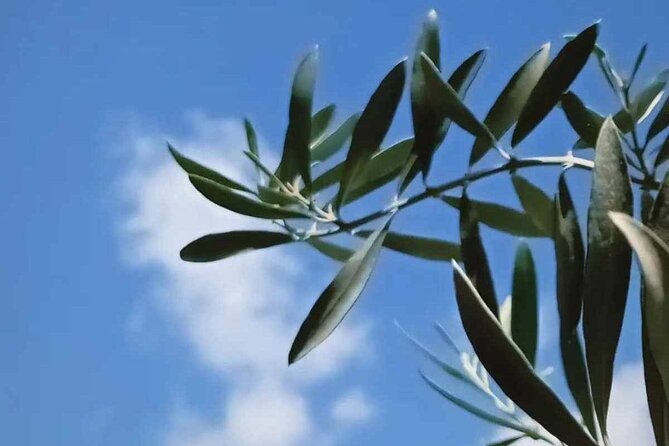 The Olive Oil Experience @ Lefkada Micro Farm - Why the open-air setting adds value