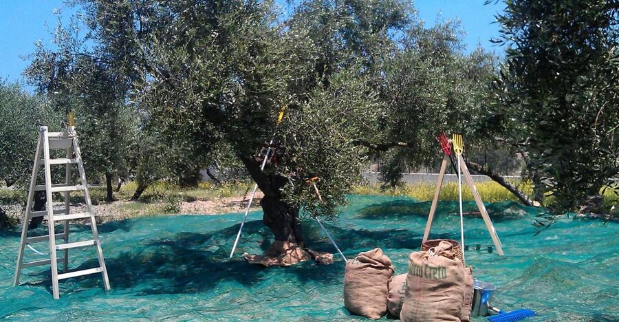 The Terra Creta Olive Oil Experience Tour - From harvested olives to bottled oil