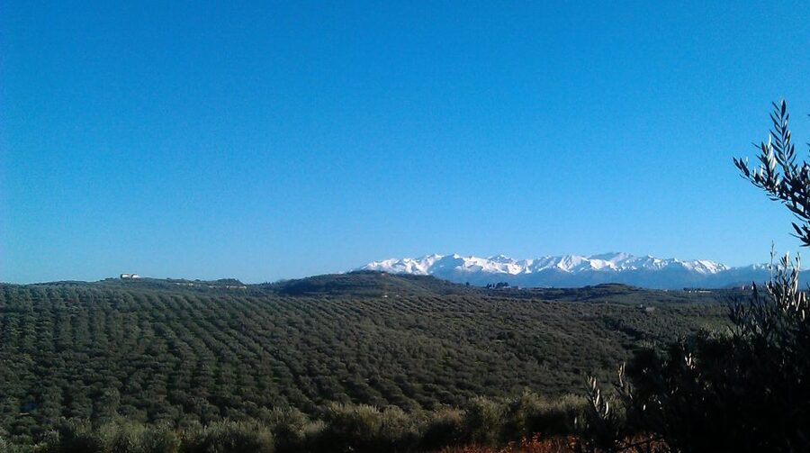 The Terra Creta Olive Oil Experience Tour - Price, timing, and overall value