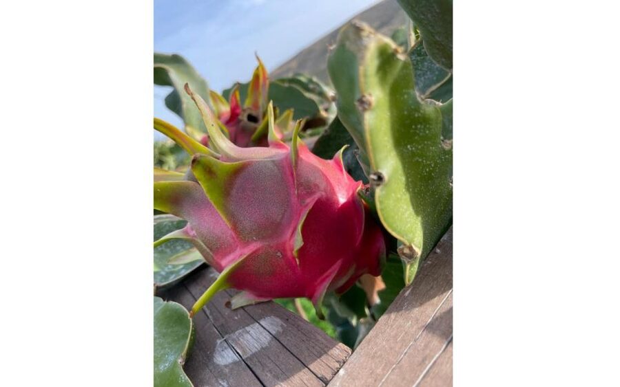 Traditional Olive Grove and Dragon Fruit Farm Tour - Key points to know before you go