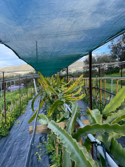 Traditional Olive Grove and Dragon Fruit Farm Tour - FAQ