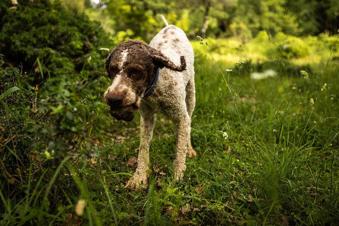 Truffle Hunting at Meteora - Is Truffle Hunting at Meteora worth booking?
