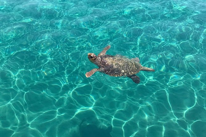 Turtle Spotting Cruise in Zakynthos - Keri Caves and the clearest swim of the day