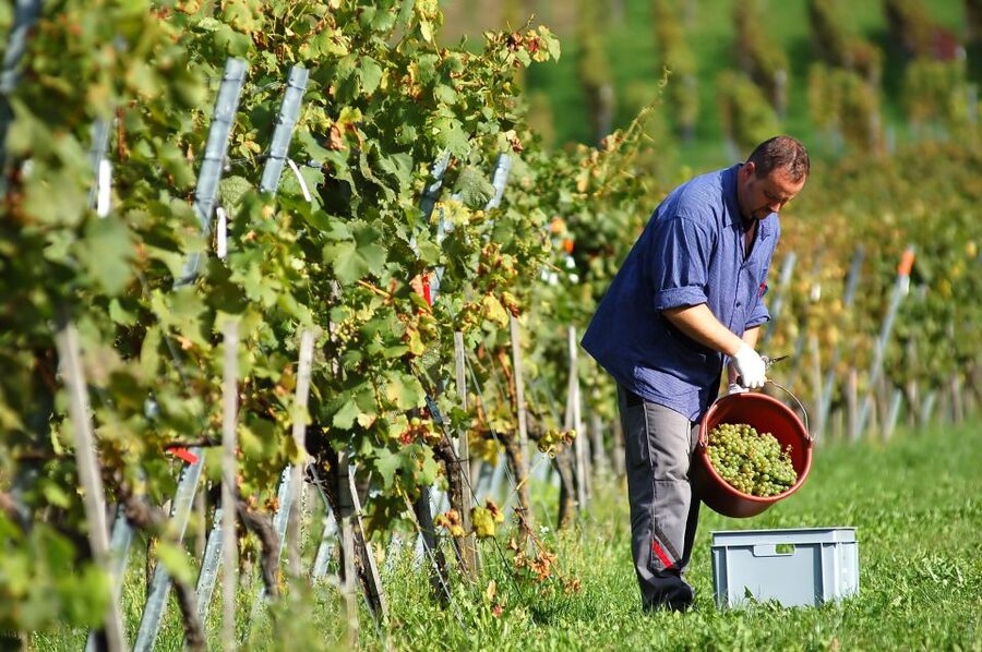 Vineyard Sips: Family Winery Tour & Gourmet Tasting in Corfu - A small Corfu winery with a personal welcome