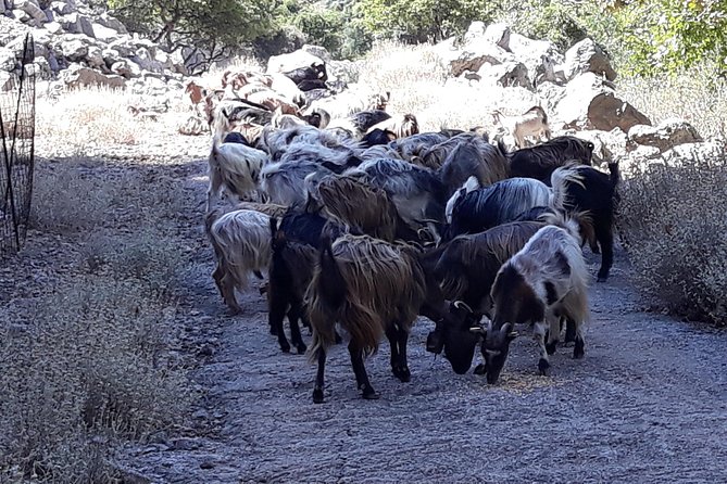 Wine & Olive Oil Tour with Lunch at Milia Mountain Retreat - Topolia Gorge and the return route