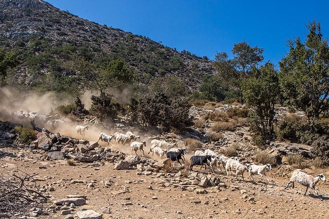 Wine & Olive Oil Tour with lunch at the White Mountains - Omalos Plateau and the Samaria Gorge Entrance