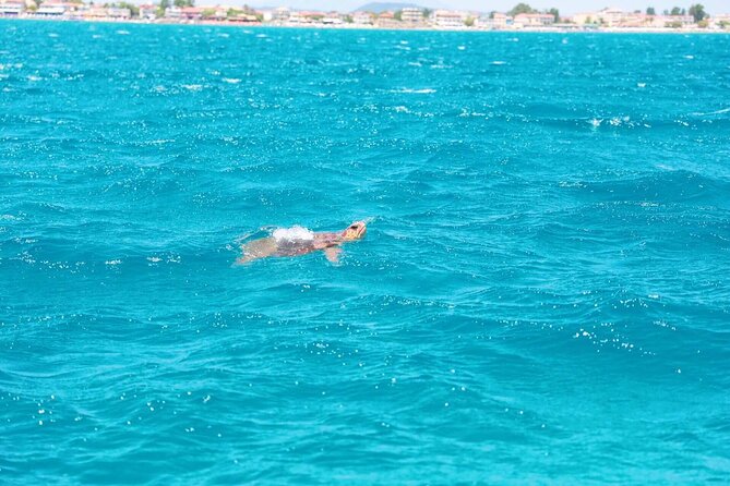 Zakynthos Half Day Tour to the Turtle Island, Cameo & Keri Caves - Searching for loggerhead turtles from the glass-bottom boat