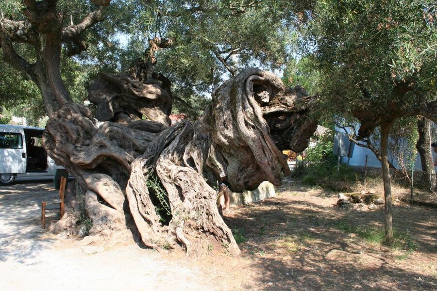 Zakynthos: Shipwreck Beach with Blue Caves Land & Sea Tour - The ancient olive tree gives the finale some meaning