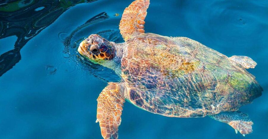 Zakynthos: Turtle Island & Keri Caves Glass-Bottom Boat Tour - Weather, cancellations, and practical limits