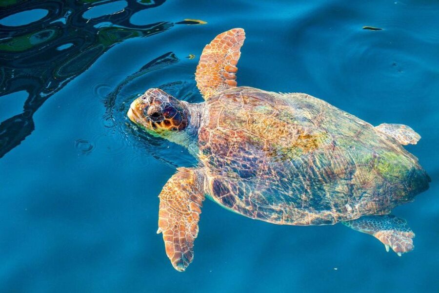 Zakynthos: Turtle Island & Keri Caves Glass-Bottom Boat Tour - Getting to Agios Sostis Harbor
