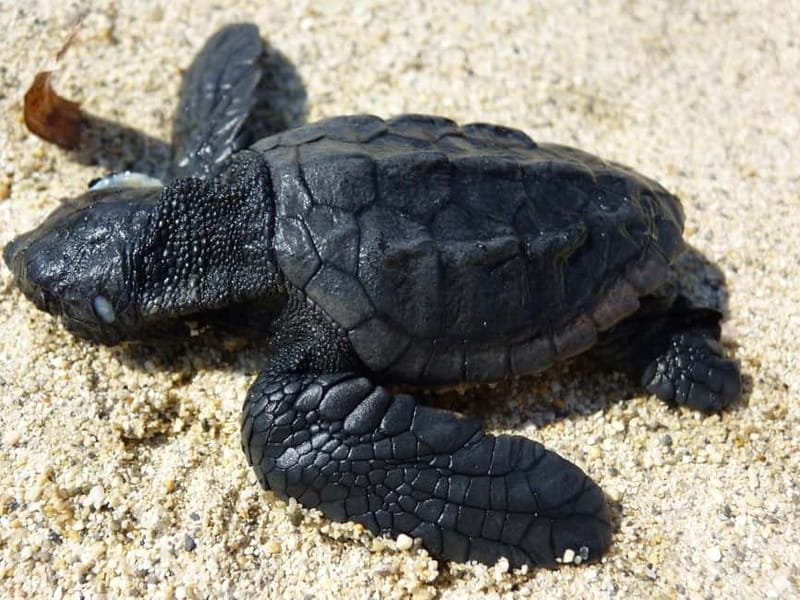 Zakynthos: Turtle Spotting Cruise with Glass-Bottom Boat - Quick points before you book