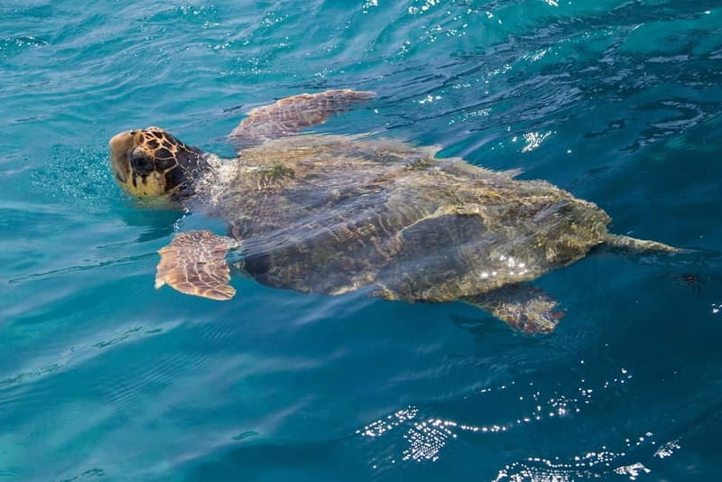 Zakynthos: Turtle Spotting Cruise with Glass-Bottom Boat - What this three-hour Zakynthos cruise actually offers