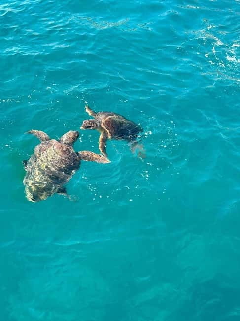 Zakynthos: Turtle Spotting Cruise with Glass-Bottom Boat - Turtle watching in the National Marine Park